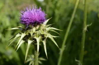 Milk thistle