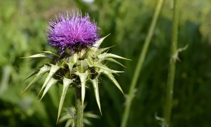 Milk thistle