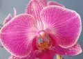 Phalaneopsis