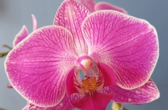 Phalaneopsis
