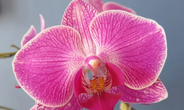 Phalaneopsis