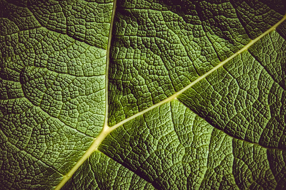 Rhubarb