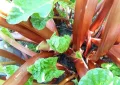 Rhubarb