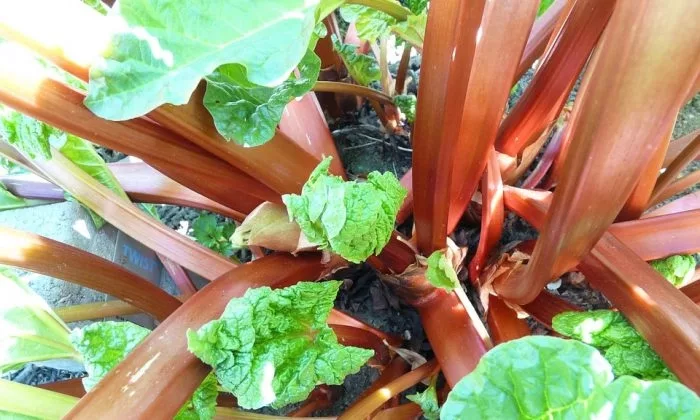 Rhubarb