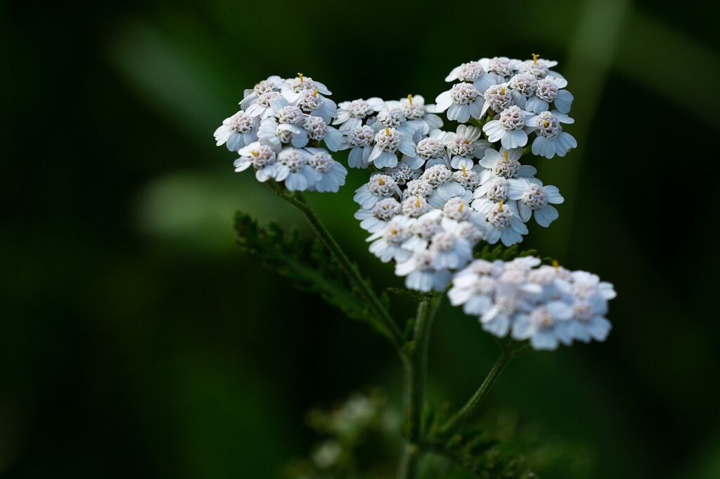 Yarrow