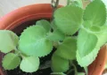 Indian mint