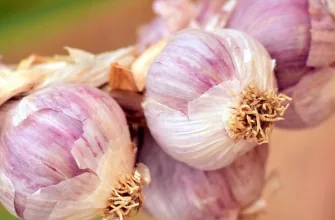 Garlic