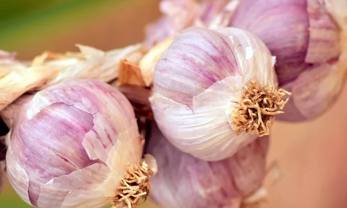 Garlic