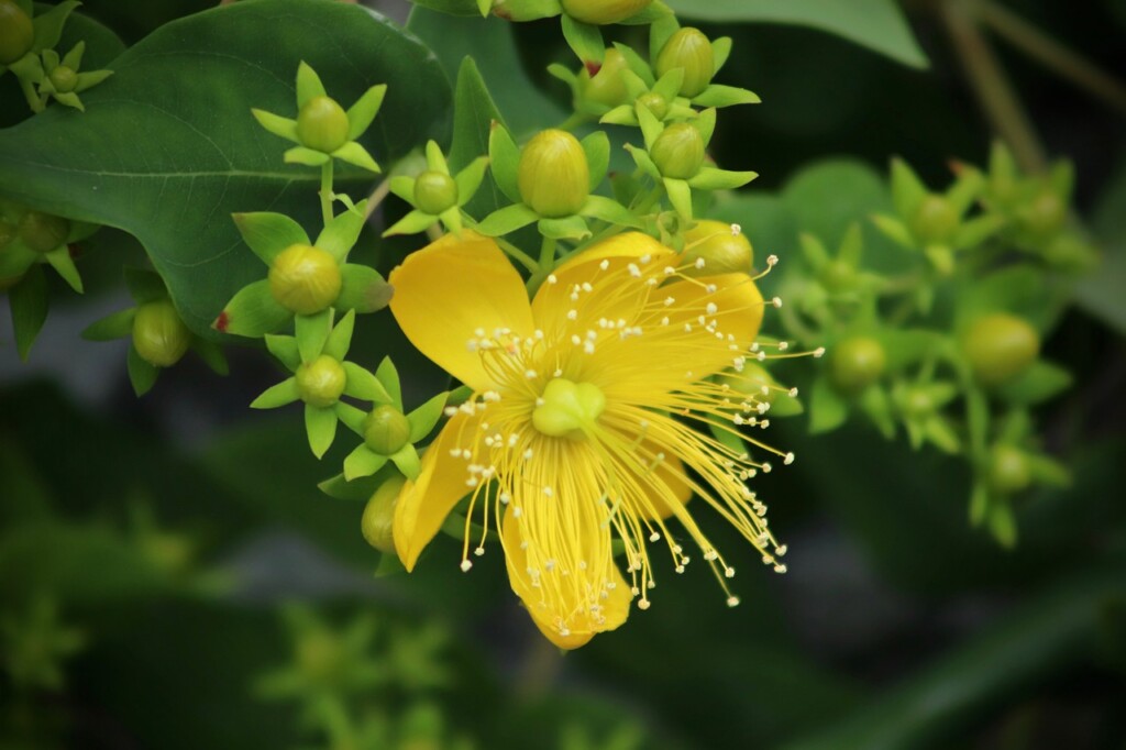 St. John's wort