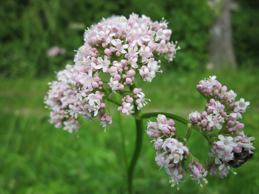 valeriana-officinalis