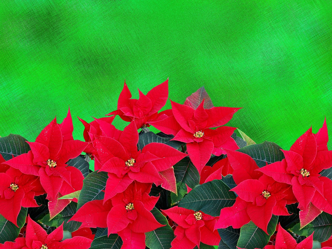 poinsettia