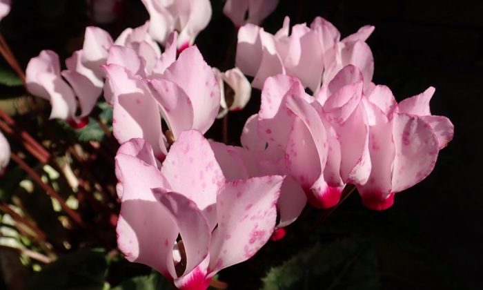 Sowbread - what to do when it refuses to grow