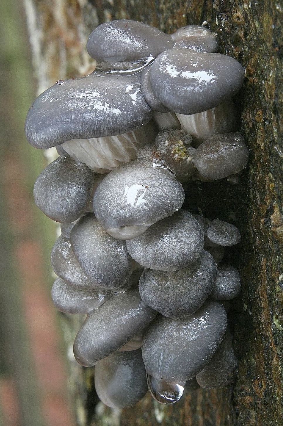 Oyster mushrooms