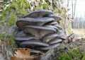 Oyster mushrooms