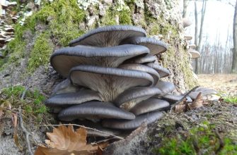 Oyster mushrooms