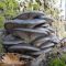 Oyster mushrooms