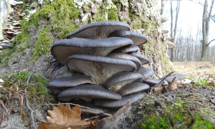 Oyster mushrooms