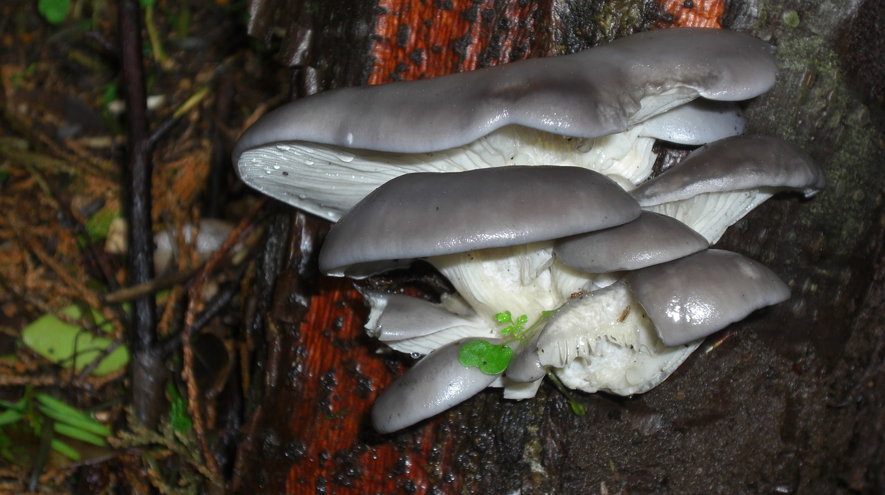 Oyster mushrooms