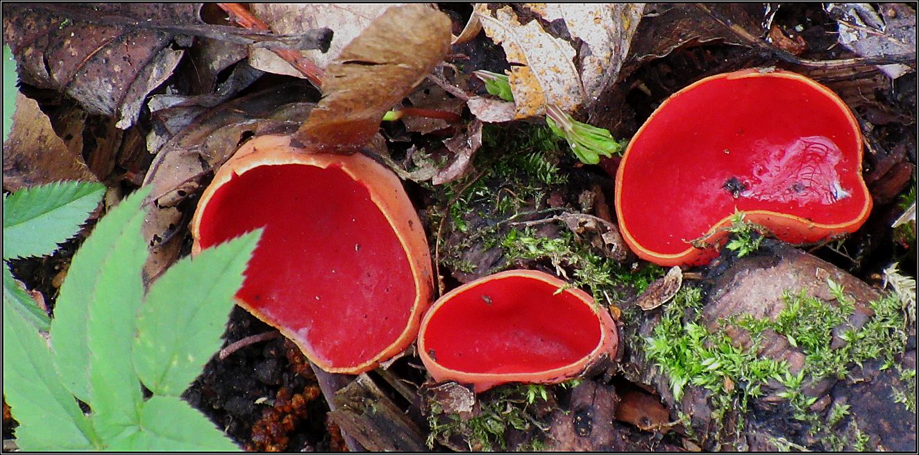 Scarlet elfcup 