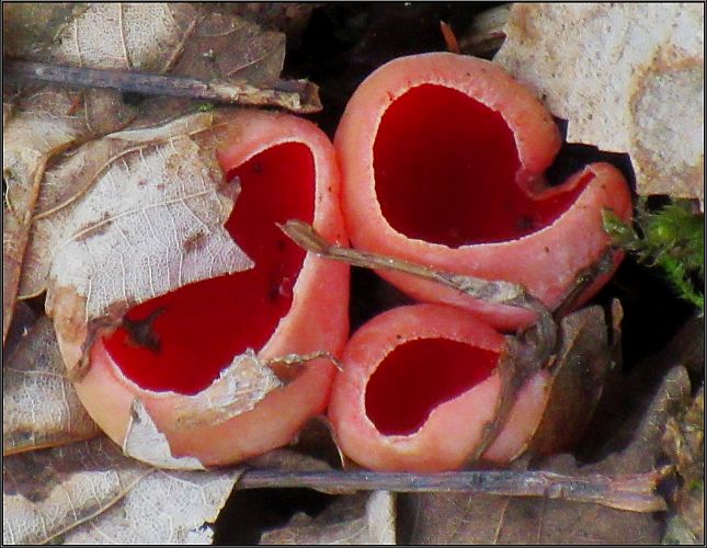 Scarlet elfcup 