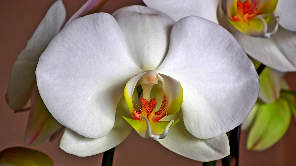 Orchids