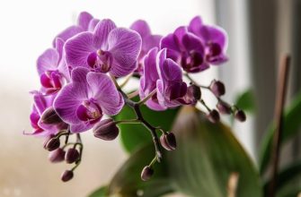 Orchids