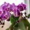 Orchids