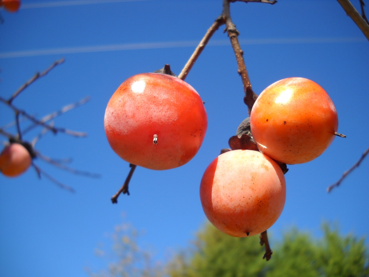 Persimmon