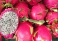 Pitahaya