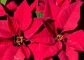 poinsettia