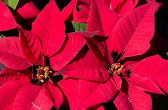 poinsettia