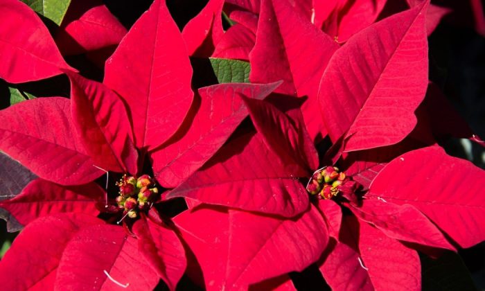 poinsettia