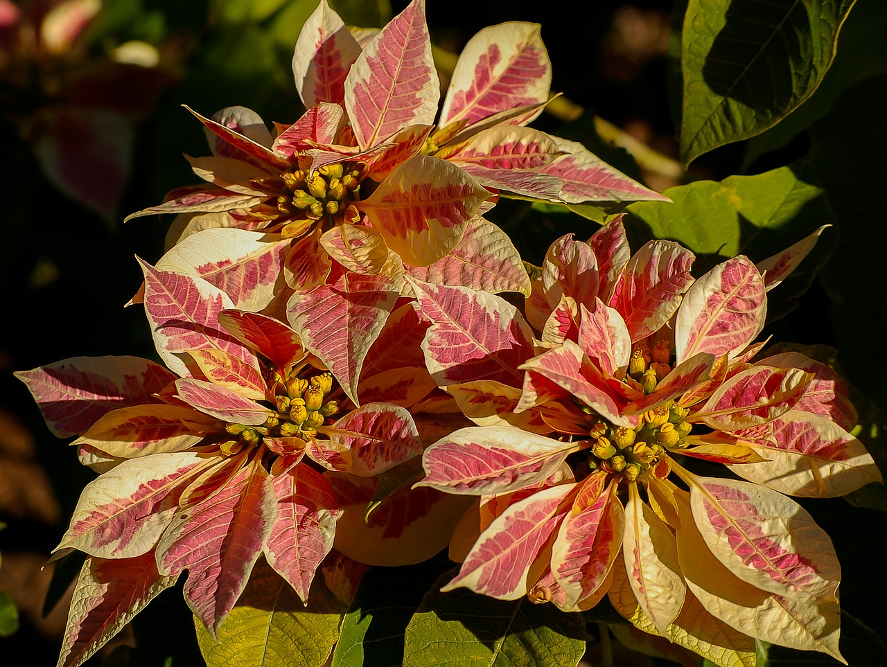 poinsettia