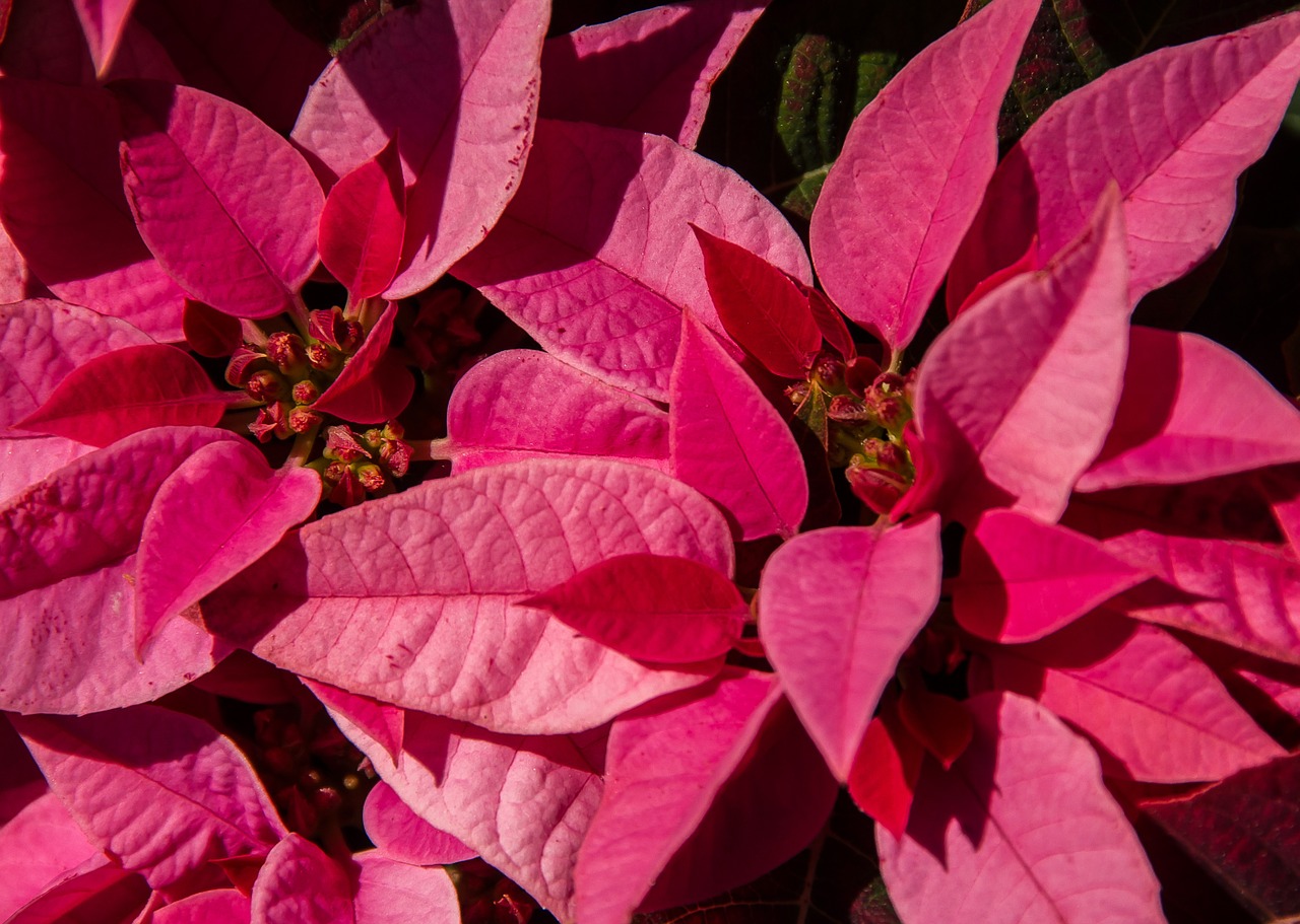 poinsettia