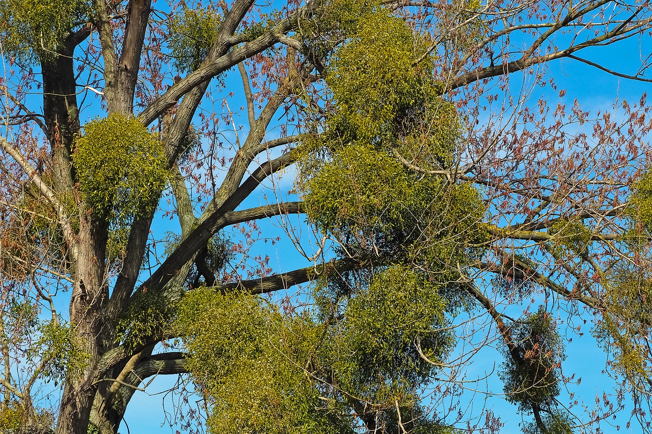 Mistletoe