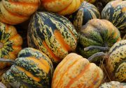 Acorn squash