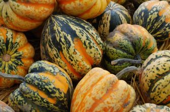 Acorn squash