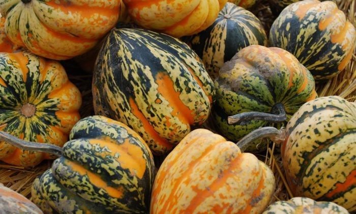 Acorn squash