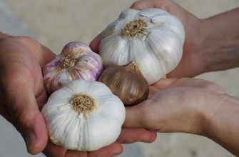 Garlic