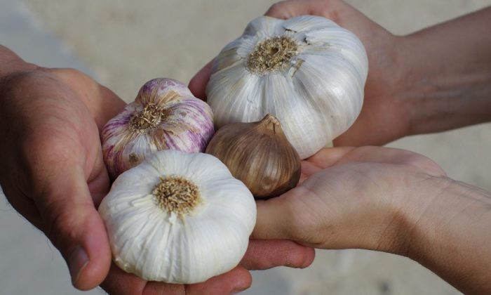 Garlic