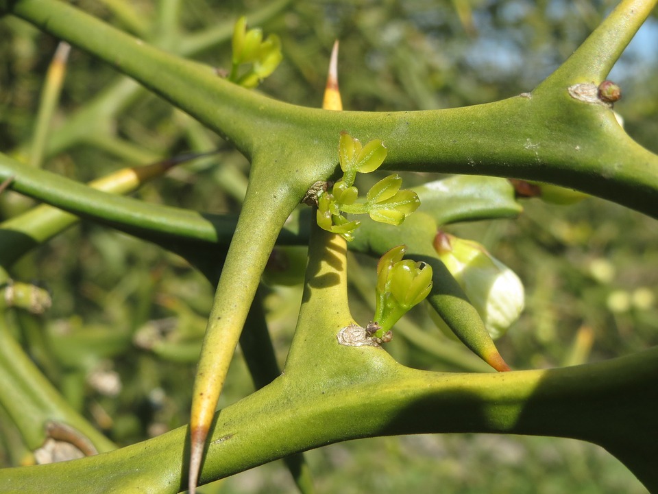 Citrus trees