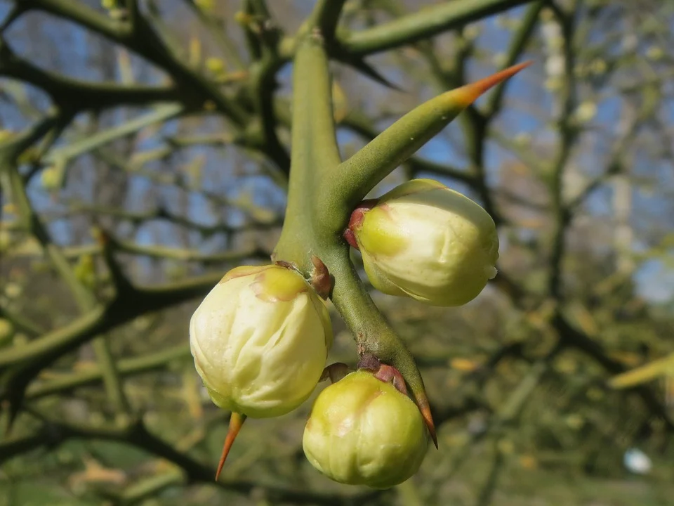 Citrus trees