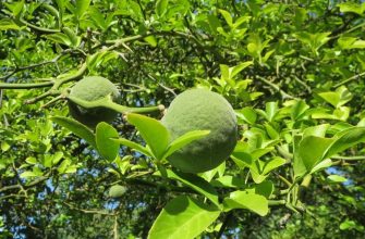 Citrus trees