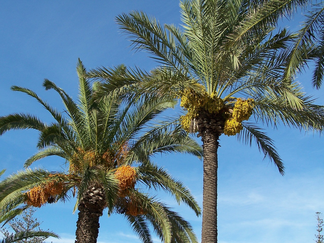 Date palm 