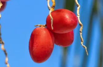 Date palm