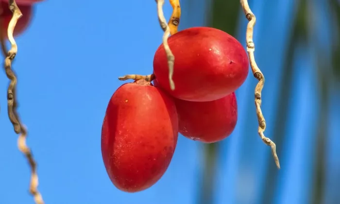 Date palm