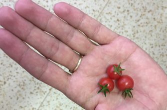 Tomatoes