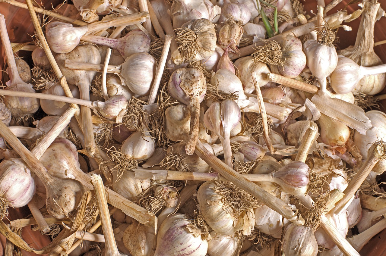 Garlic