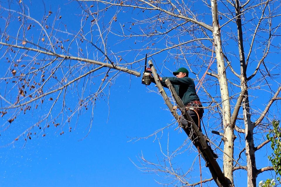 Cutting trees