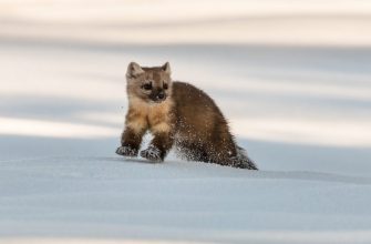 Marten